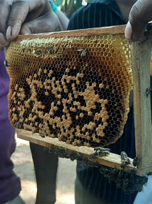 298x400-bees.jpg